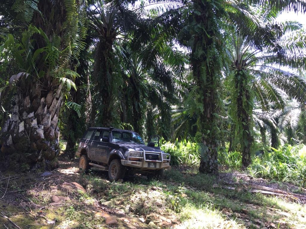 Oil palm is a perennial crop that can grow to form tall canopies with relatively cool conditions underneath. We propose that elevated temperature and dryness at the edges of riparian buffers was due to shorter vegetation associated with oil palm management. 5/n