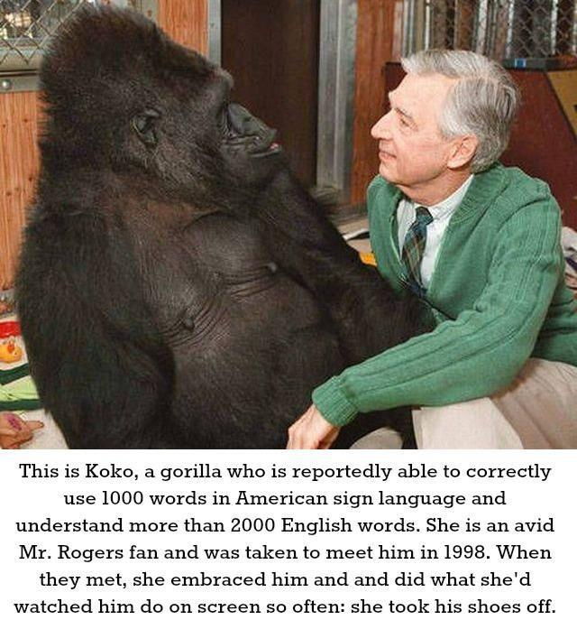 HHMU_Banksia's tweet image. #Koko &amp;amp; #Friends... 

#KoKoReiki &amp;lt;&amp;gt; #KoKoLove 

#OneGreatFamilyTREE 
#RainbowWarriors of #Unity! 
#MitakuyeOyasin 

@Zoompad @H46688622Hawk @lynnpotter11 @redfeatherheat1 @RandolphTrent @mikecoulson48