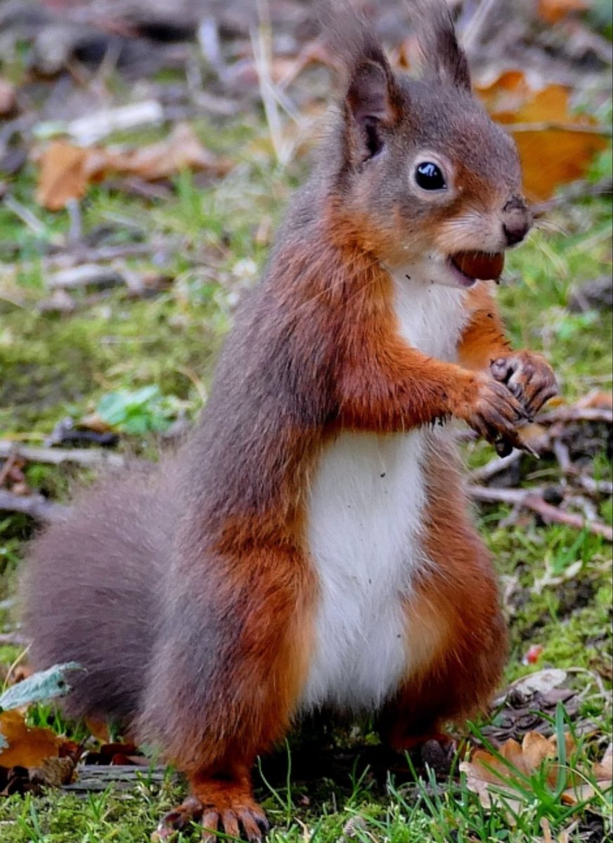 HelenArmet's tweet photo. @klondyker @MareeToddMSP @GailRossSNP @ScotSquirrels @pollypullar1 @Rossnews He'll soon be standing tall beautiful and proud like this wee fella that we were lucky enough to happen across last week during our #BreakdownLockdown. Loving your updates, looking forward to your next one. 🐿🐿🐿👏👏👏 photo credit @veterandumbo https://t.co/XeWNmsSBTO