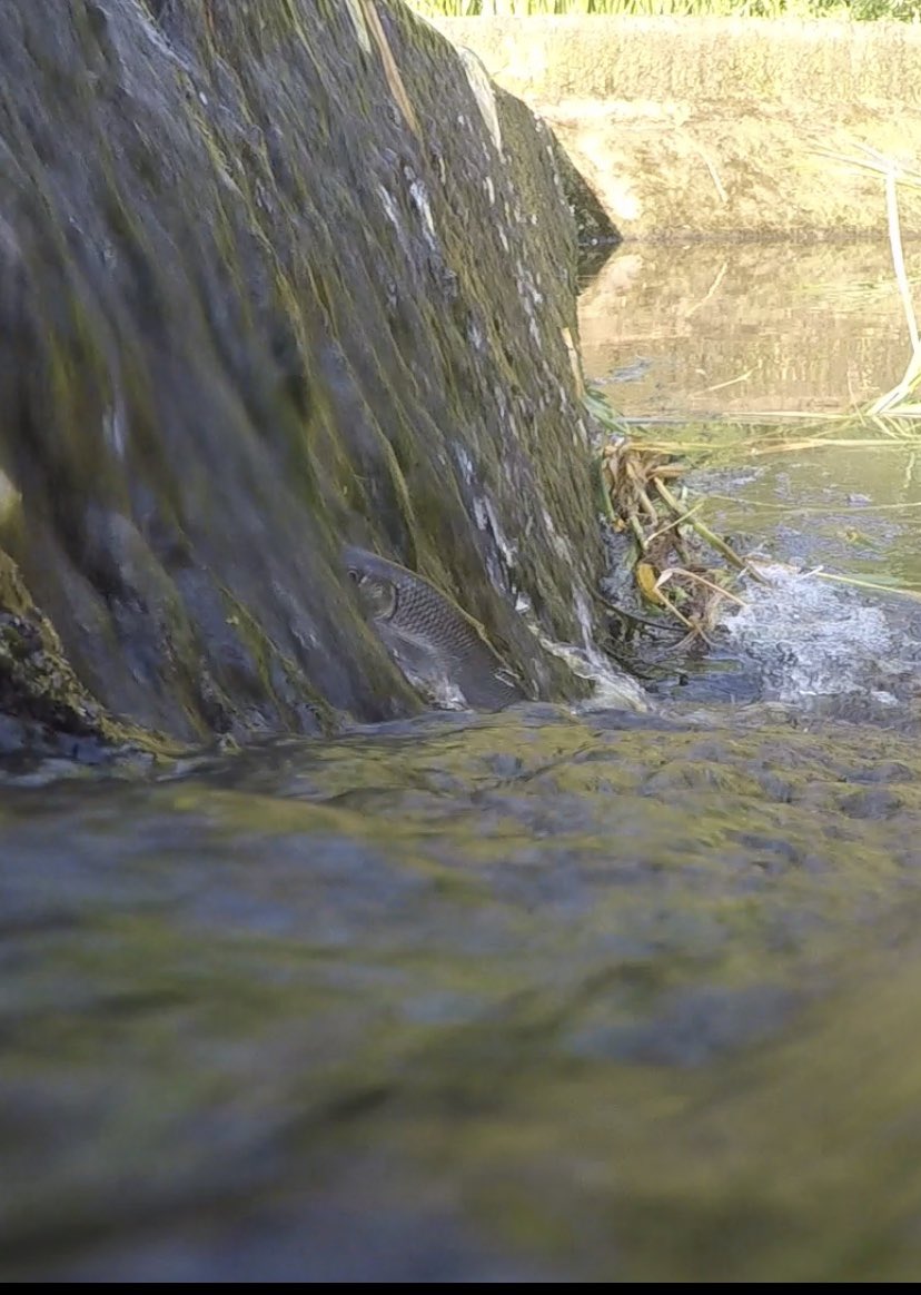 riverstourward's tweet photo. Dam!
#chub #fish #coarsefish
@fishmigration https://t.co/oIdqMeBLYI