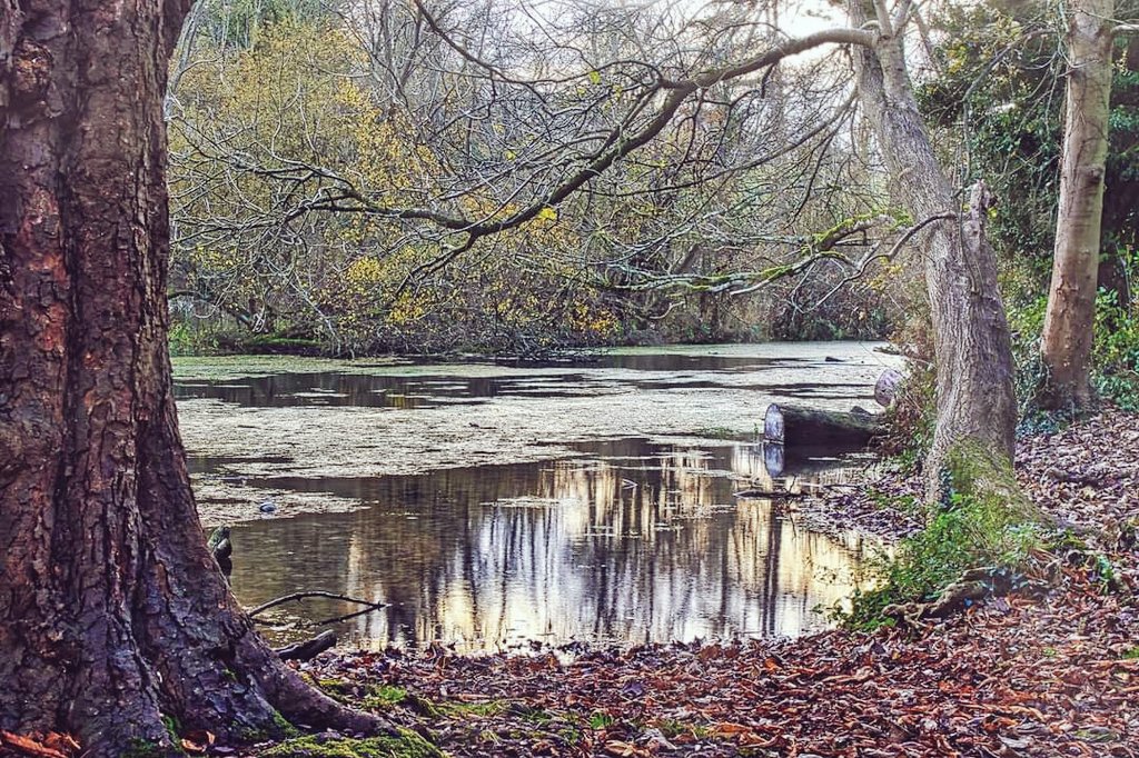 d_keano's tweet photo. Still day at Bushy Ruff #bushyruff #alkhamvalley #dover #river #autumn https://t.co/2zMaWGbqAU