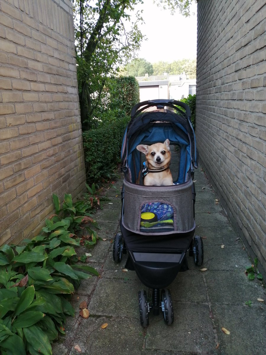 Happy Birthday to the Champion of Bleps! Vosje is 12 years today! #Vosje #Birthday