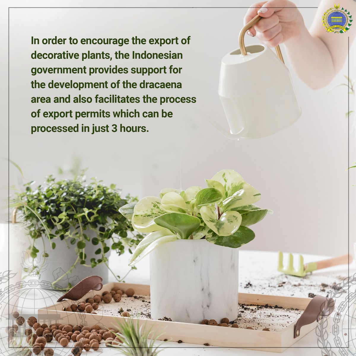 kbridenhaag's tweet photo. Export Potential of Indonesian Decorative Plants
The Decorative plant commodity show its existence in the global market.
Many plants come from West Java, Indonesia.
#inidiplomasi #rintiskemajuan #exportindonesia https://t.co/vFkJ8HDGUa