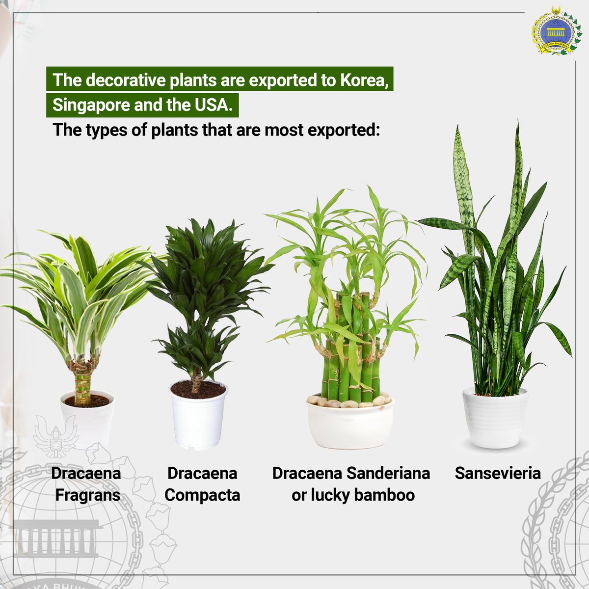 kbridenhaag's tweet photo. Export Potential of Indonesian Decorative Plants
The Decorative plant commodity show its existence in the global market.
Many plants come from West Java, Indonesia.
#inidiplomasi #rintiskemajuan #exportindonesia https://t.co/vFkJ8HDGUa