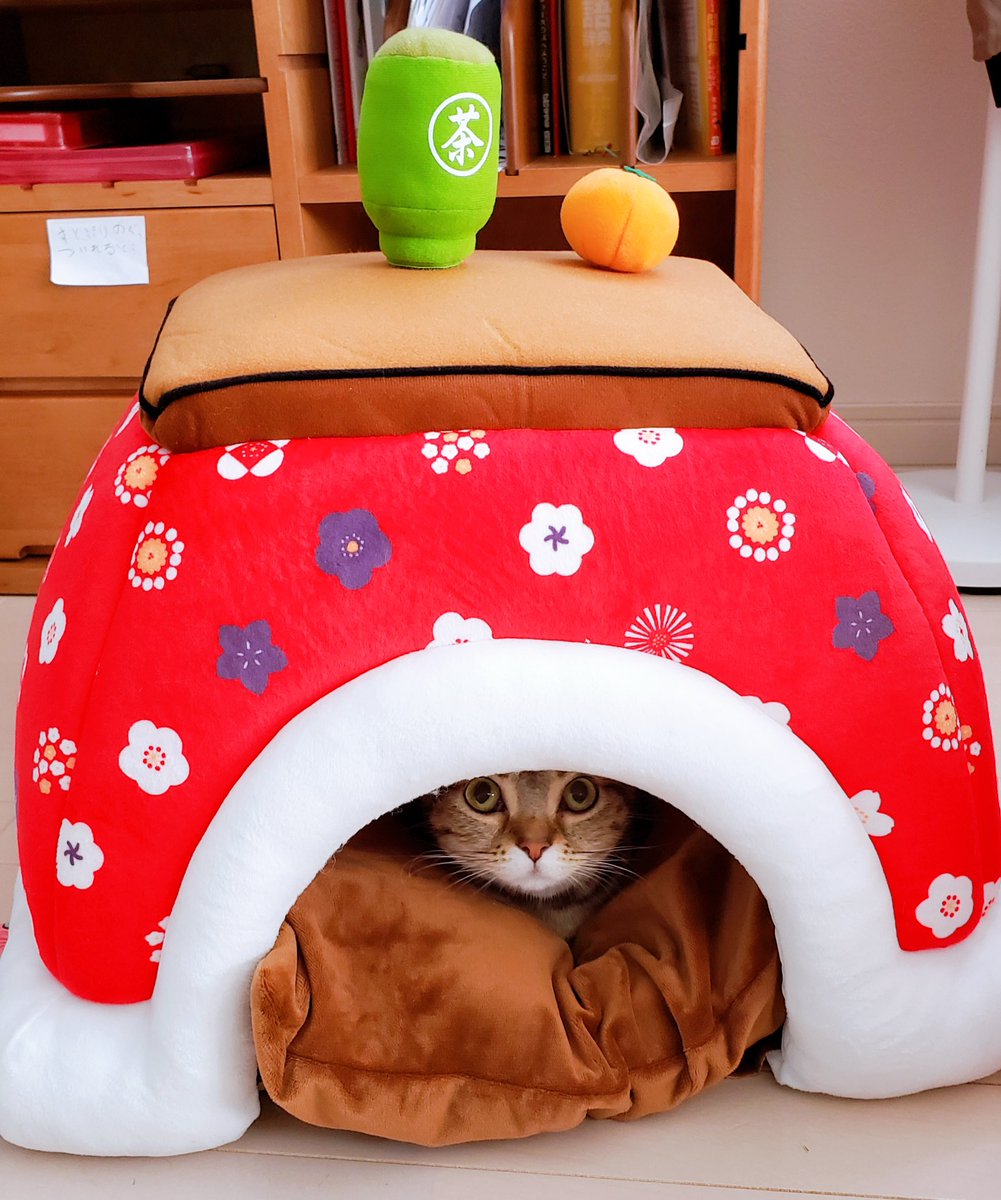 先日のモカちゃん1歳になりました😊 プレゼントの猫コタツ気に入って