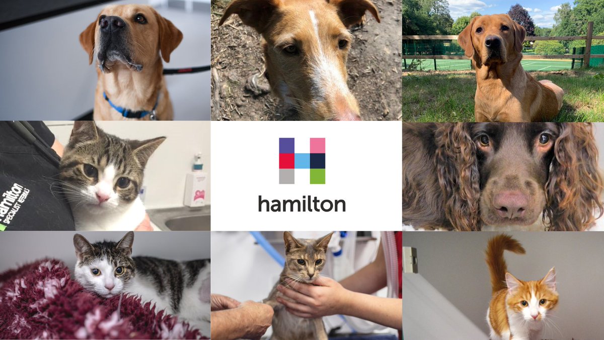 specialist veterinary hospital