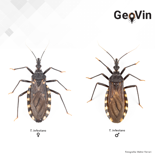 BioDataJournal's tweet photo. New information on detailed temporal, spatial & ecological analysis of updated occurrence data for #triatomines present in Argentina🇦🇷, fundamental for the surveillance and control of #ChagasDisease.
🔓Study: https://t.co/yHsIsd7aCx
#Biodiversity
@cepave_conicet https://t.co/qyVRN4smET