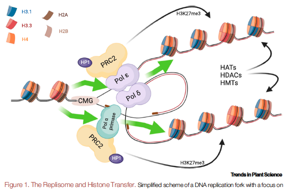 CG_ath's tweet image. I hope this is a provocative text to trigger new experiments to connect #chromatin, #DNAreplication &amp;amp; #transcription and explain the transcriptional phenotype of #Arabidopsis mutants of various DNA polymerases #histone #epigenetics
authors.elsevier.com/a/1c4EP4rGdjMH…
@TrendsPlantSci