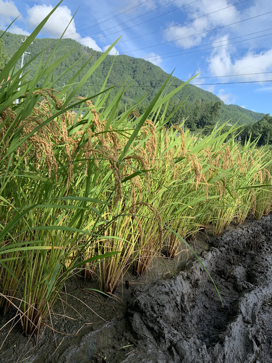 元カナダ長野くろびぃ Moiz Twitter