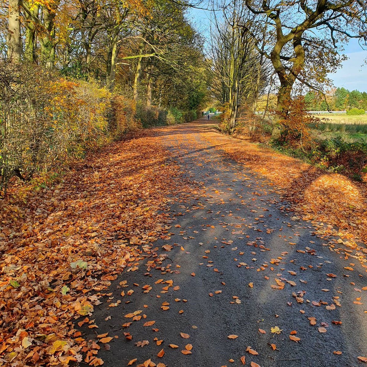 JoAnneLWells's tweet photo. @OwainWynEvans A beautiful shot at Haydock Racecourse taken on my lunchtime walk. Jo-Anne Wells, Golborne, Wigan https://t.co/PLjevkD3EP
