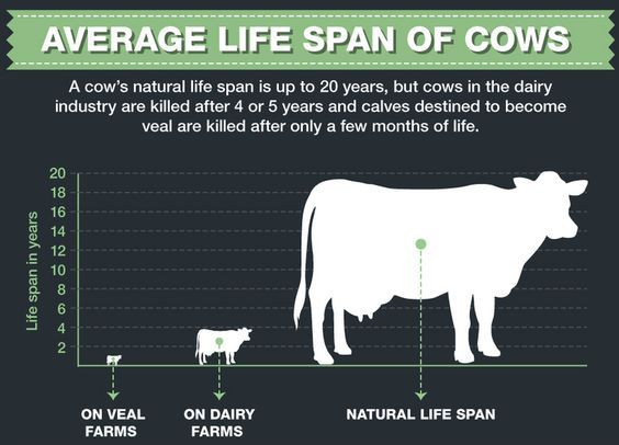 The average lifespan of cows 🐄