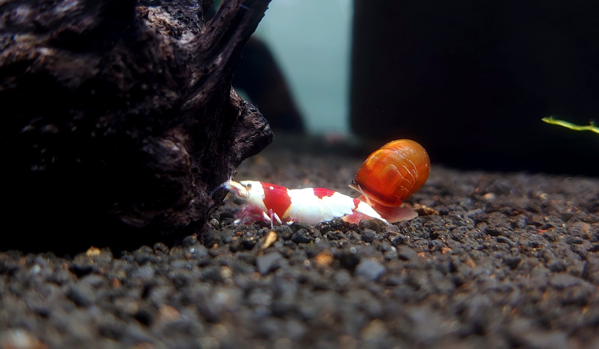 えび庵 エビは脱皮で大きくなるわけですが途中の過程でも成長を感じてます レッドビーシュリンプ アクアリウム 仮説ですがエビが大きく成りたがっている脱皮が正常かと思いますw えび庵 エビは脱皮で大きくなるわけですが途中の過程でも成長を感じてます レッドビーシュリンプ アクアリウム 仮説ですがエビが大きく成りたがっている脱皮が正常かと思いますw