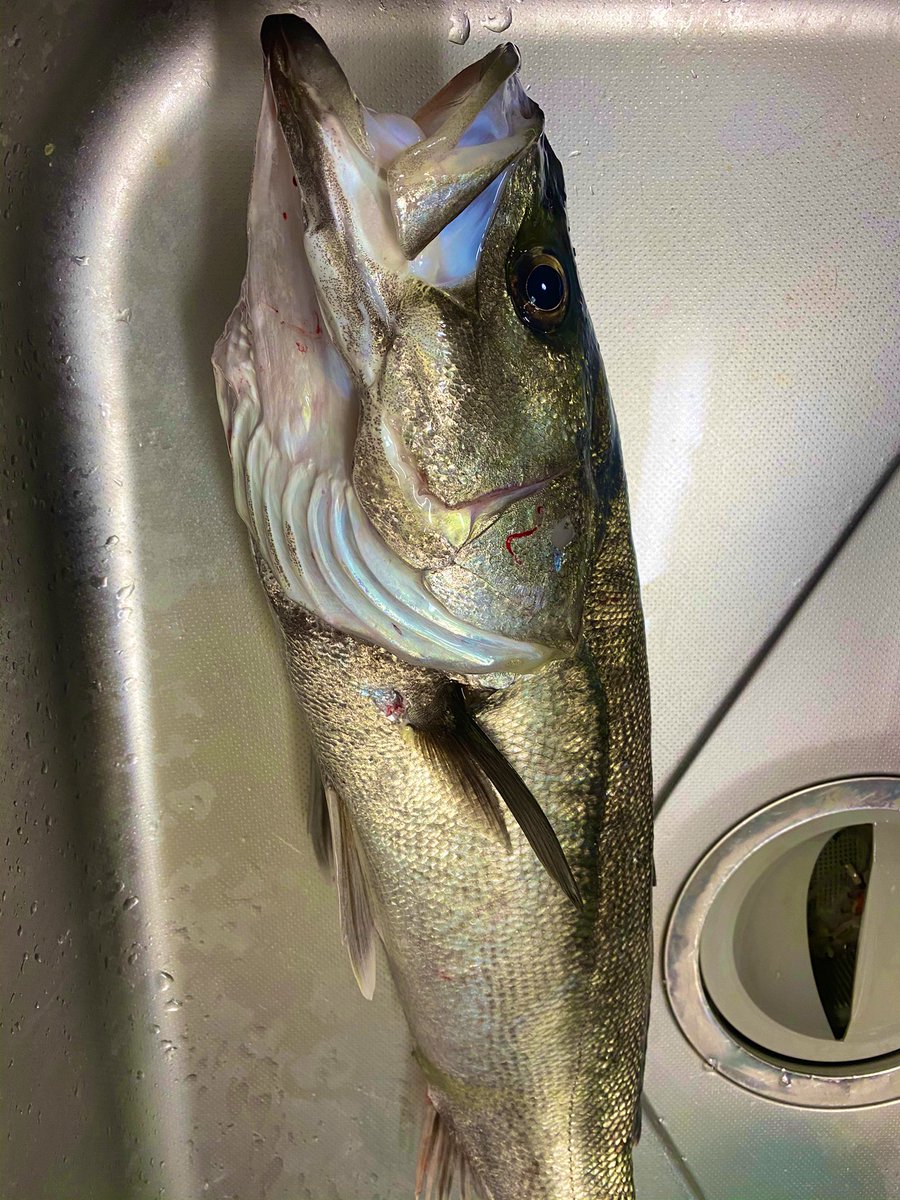 東京湾シーバス