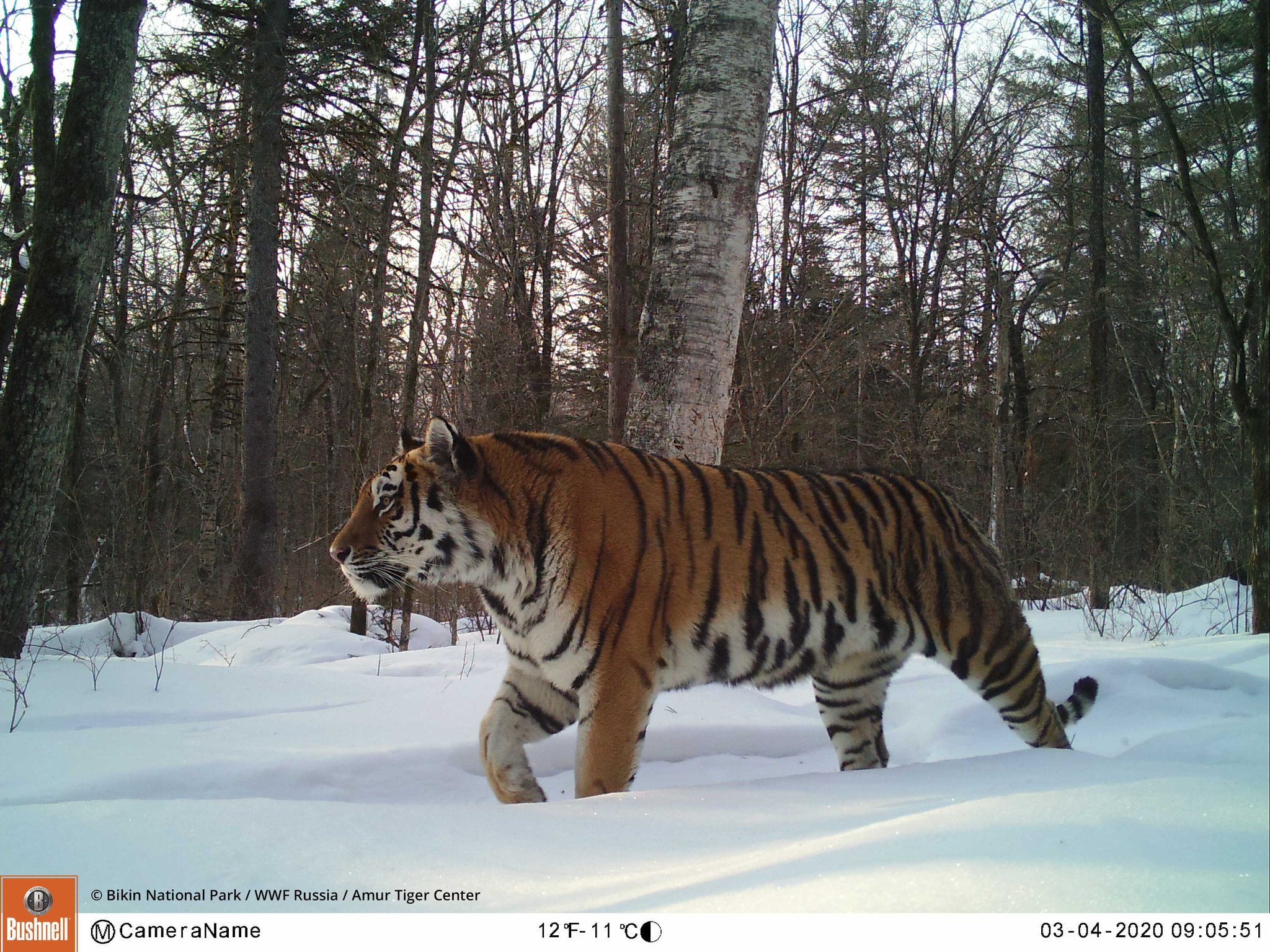Уссурийский заповедник амурский тигр. Дальневосточный леопард в кедровой пади. Какие животные обитают в уссурийском заповеднике. Уссурийский заповедник приморский край. Какие животные обитают в уссурийском заповеднике.