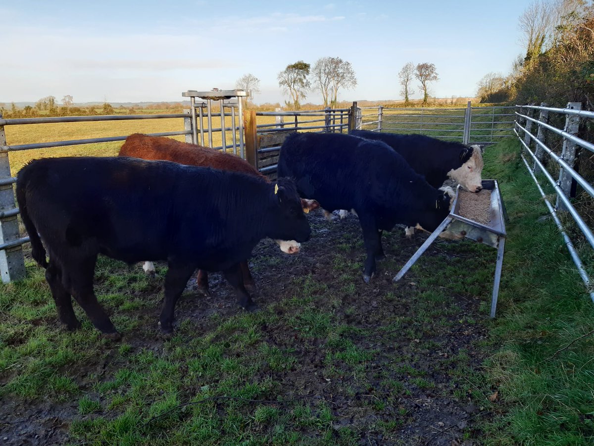 ErGrassland's tweet photo. A group of Angus cross cattle recently weighted for a farmers in Fermoy, Co Cork. Another happy customer #LandAgHort2020 https://t.co/25THdSJPIY