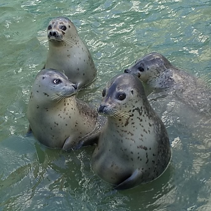 Kamuymodels 今日 水族館で見たアザラシの子供達 やたらと可愛くないですか ノシャップ寒流水族館 水族館 アザラシ ゴマフアザラシ T Co 18pez6msql Twitter