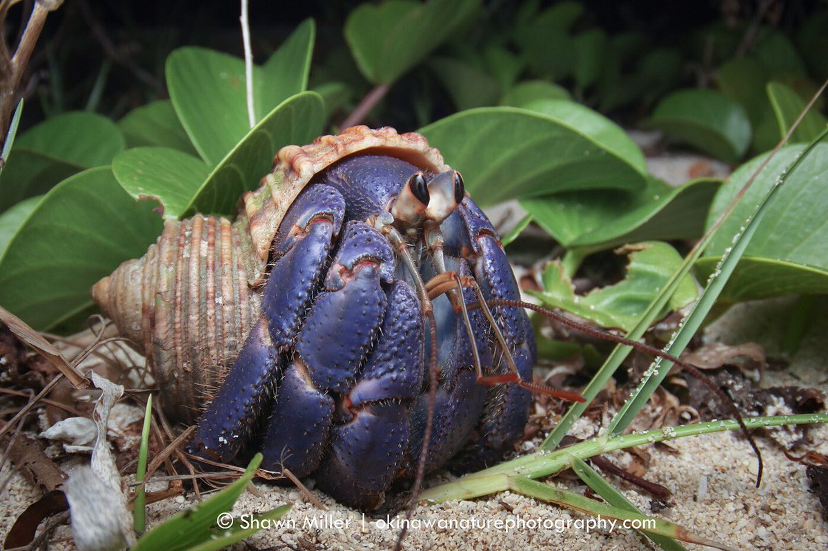 Please don’t destroy my home. 

Blueberry hermit crab living in an ideal mobile home 
Location: Okinawa
- Coastal forest protection project. by Shawn Miller.
#conservationphotography #wildlifeconservation #coastalprotection #hermit #okinawa #tokina
