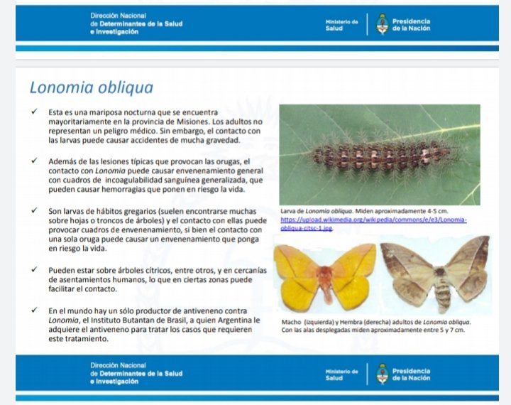 Amandasantis8's tweet photo. @uchile El problema es si ha aparecido la procesionaria del pino o gata peluda. Una oruga altamente tóxica. 
https://t.co/UulXQsnIAW https://t.co/2pRJUZHGmo