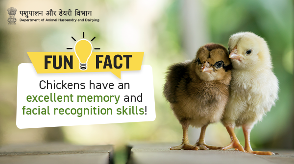 Dept_of_AHD's tweet photo. Exhibiting an instinctive physical awareness within a few hours of hatching, #chicks not only recognise &amp; distinguish over 100 faces of animals &amp; humans but can also keep track of numbers up to five!
#AnimalWealth #NewIndia #PoultryFact #Poultry #Unite2FightCorona https://t.co/txnCAFQqmr