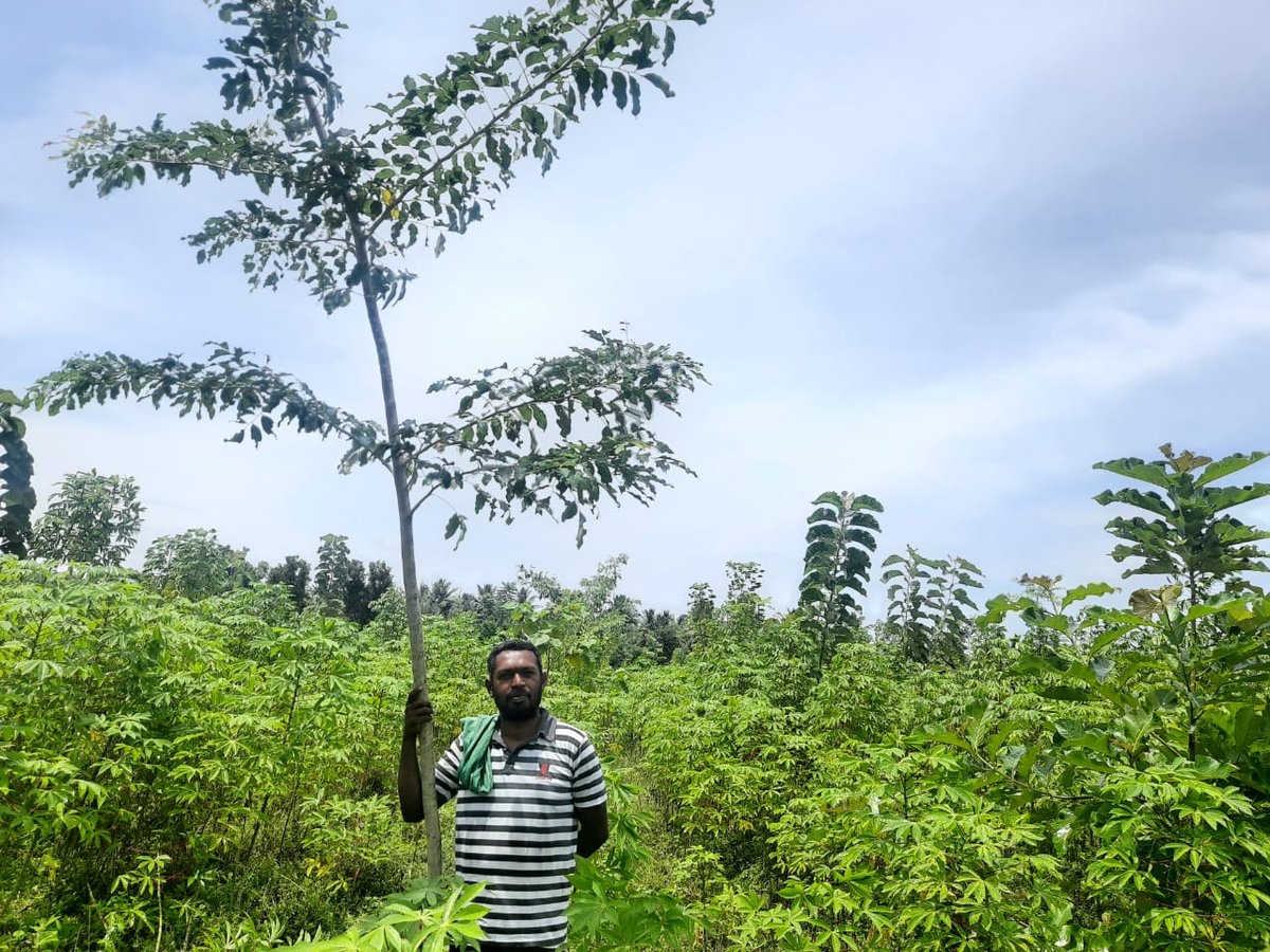 rallyforrivers's tweet photo. #TreeBasedAgriculture: #CauveryCalling experts supported Thiru Natarajan from Thiruvarur in planting 1800 timber trees in his 4.5-acre land with a native variety of Cassava, a tuber, as an intercrop He earned a profit of Rs. 1.35 lakh/acre with a one-time investment of Rs. 30,000 https://t.co/Hi9Edcaqys
