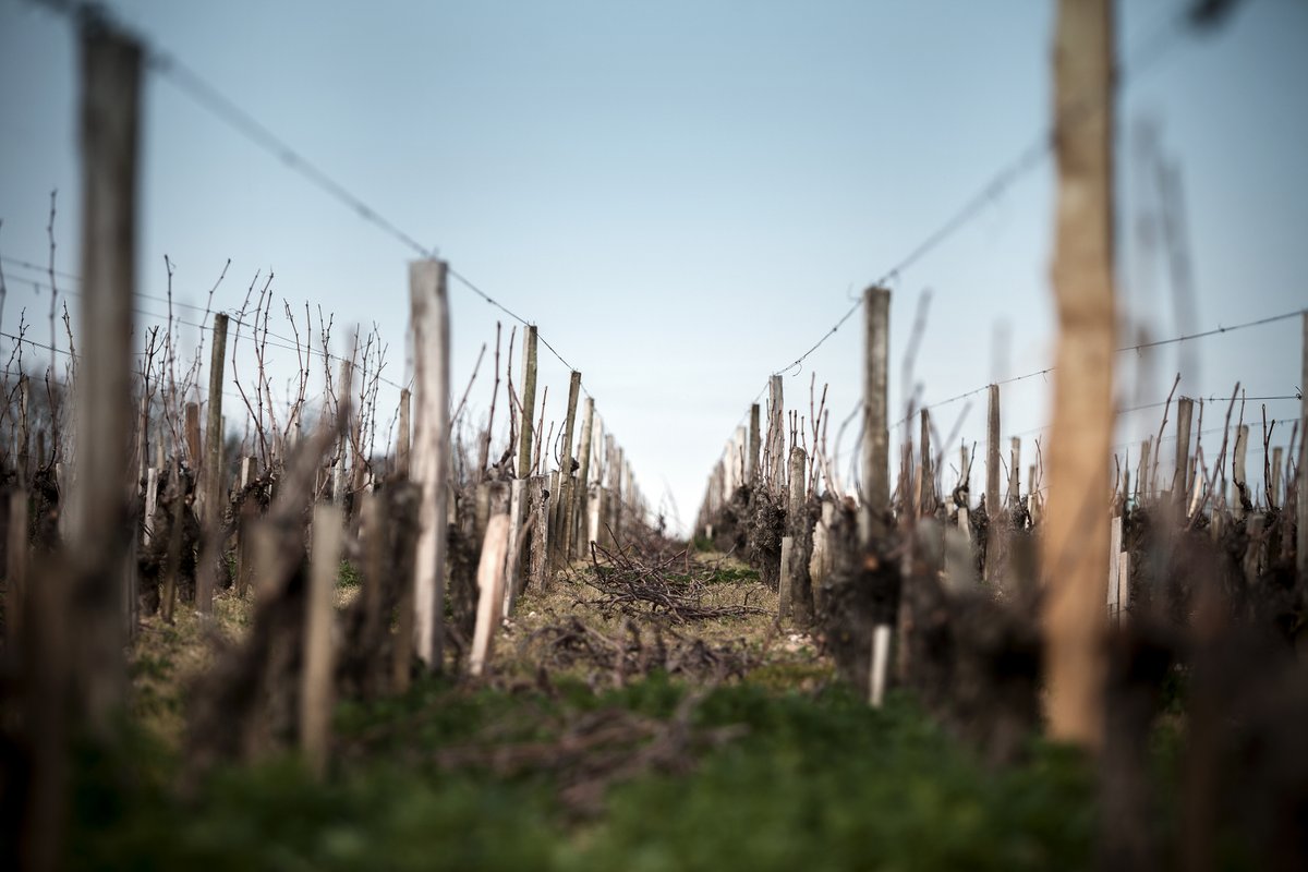 La saison de la taille vient de démarrer
The pruning season has just started