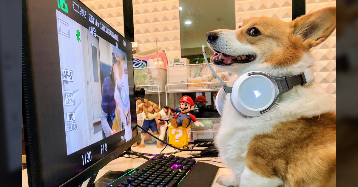 Corsair_BR's tweet photo. 🐶 Vamos fazer nossa lista de prioridades para comparar semana que vem na Black Friday!?
🎧 Virtuoso RGB
#corsairbr #dogsair https://t.co/ydM09GPlpD
