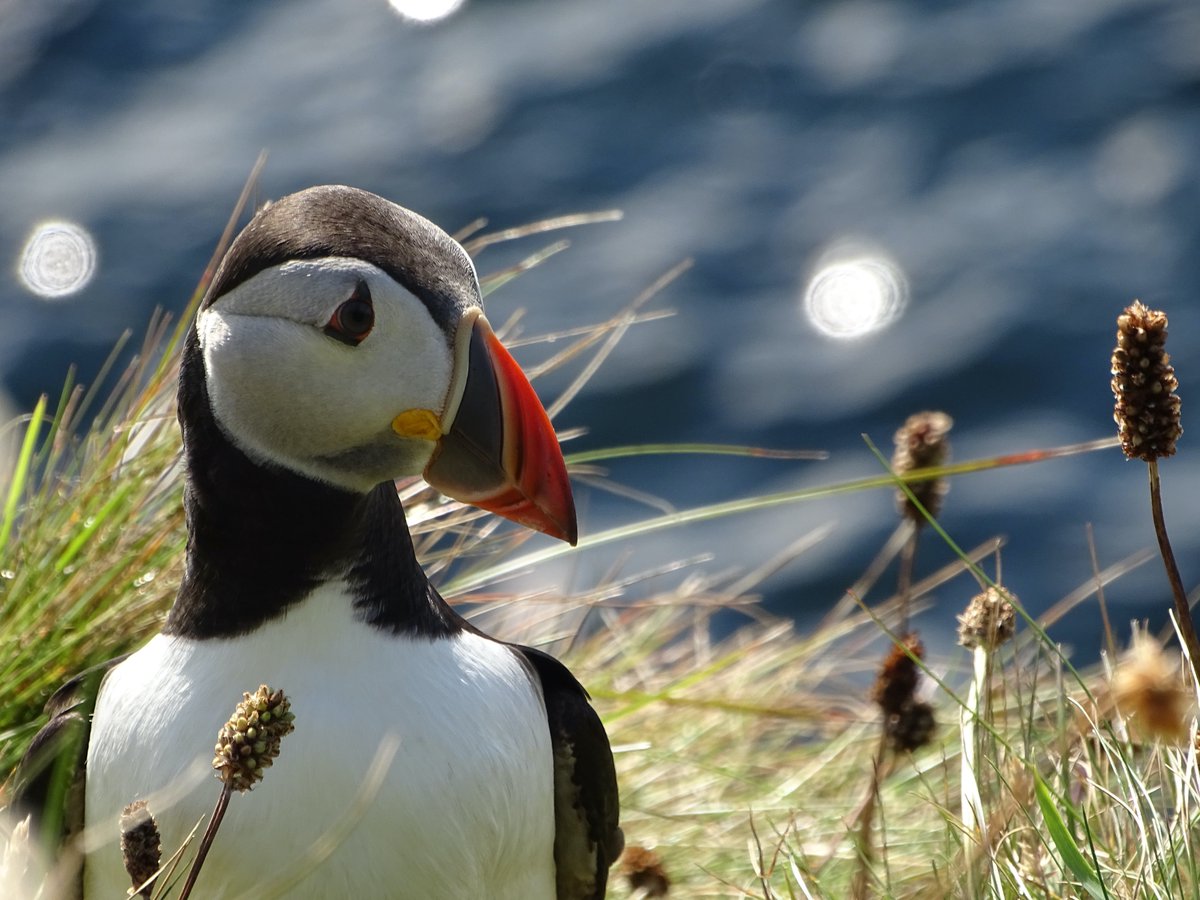 IslandsPass's tweet photo. 1/3 A little birdie told us that our new #IslandOfTheWeek is the fabulous #Westray &amp; that our local experts for the week are Andy &amp; Karen from #WestraakTours! We asked them what their favourite time on the island is. Can you guess which colourful character plays a part?

#ycw2020 https://t.co/31LcnhN6BE