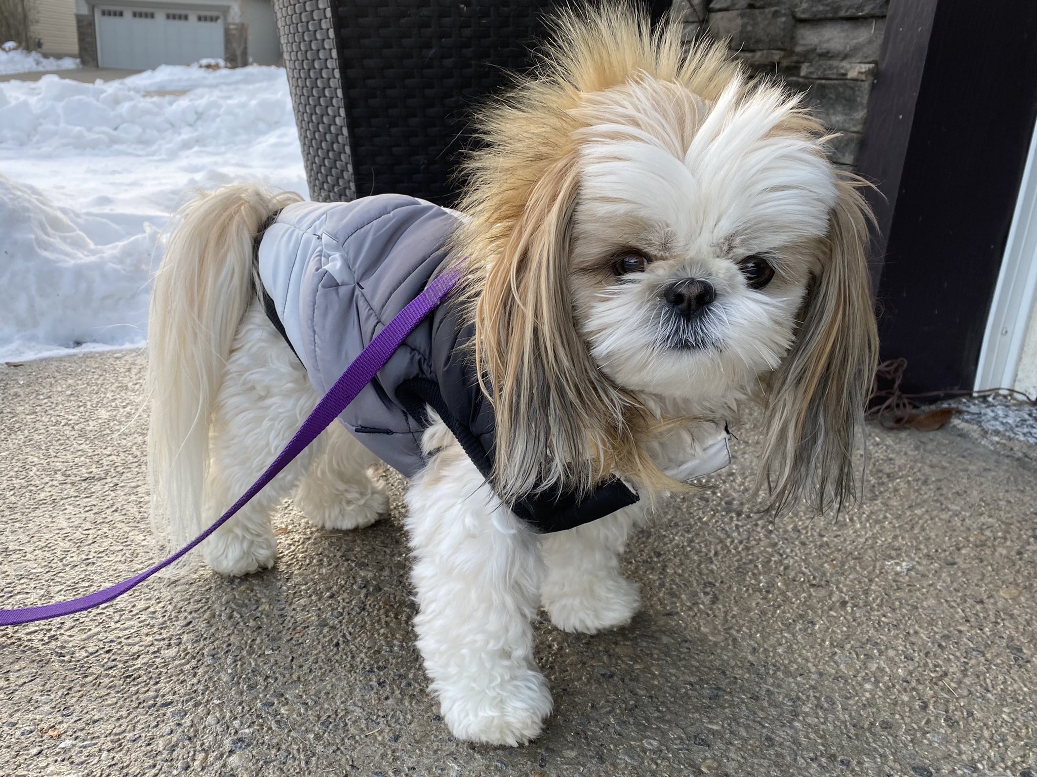 Shih tzu little lion 2025