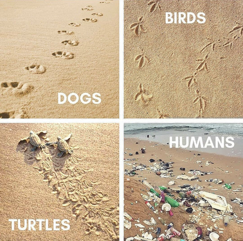 EnviroThinkNow's tweet photo. Animals are more loyal, faithful and respectful to the ocean than we are!

Follow- @envirothinkchange 
-
📸- @mymissiongreenearth https://t.co/UgIiSvKyMw