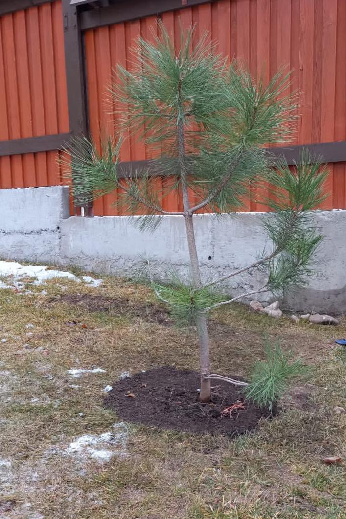 nodiramansurova's tweet photo. #EBRDtree challenge accepted, @JRigterink! Now Kazakhstan🇰🇿 has one more tree. I nominate:
- @THristea, Ambassador, Head of the EU🇪🇺 in Mongolia🇲🇳
- @Tzuriekat, CEO of @Engicon in Jordan🇯🇴
- @ebrdInes, Director, @EBRD, SME F&D
#EBRDGreenWeek 🌍 https://t.co/Hie7jENgD2