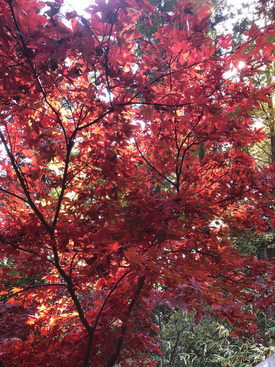 funrunruirm's tweet photo. ありがとうが止まらない🍁
鬼幸せなトレッキングでした。 https://t.co/EQegOZhE6q
