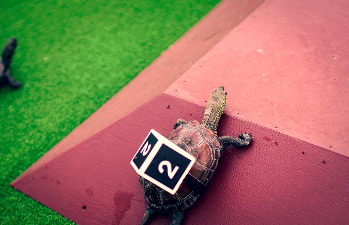 hannari_eri's tweet photo. Turtle Number 2 🐢
#turtle #notnumberone https://t.co/zIj97qL0c9
