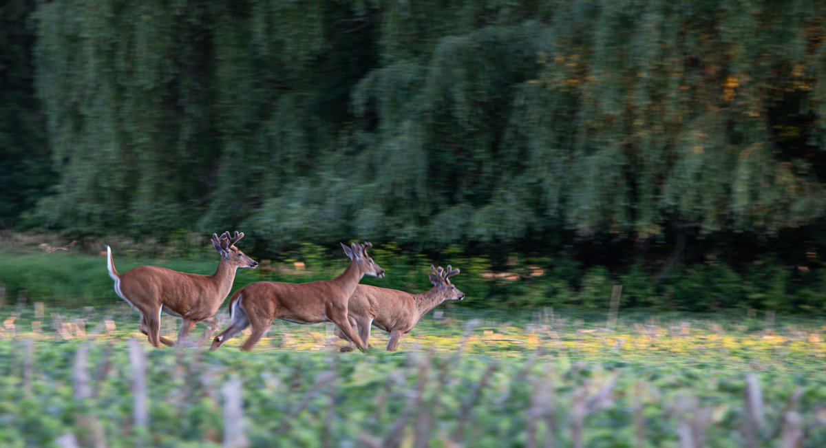 gygamerica's tweet photo. I told you someone was watching us!!
#hunting #outdoorhunting #outdoorhuntingadventures #outdoorgear #adventurefun #bow #bowhunting #bowhuntalaska #abowhunterslife #bowhuntforlife #hunting_the_wild #hunting2020 #huntinglife #adventure #fun #photography #running #bucks #wildbuck https://t.co/M8S6rvNtUF