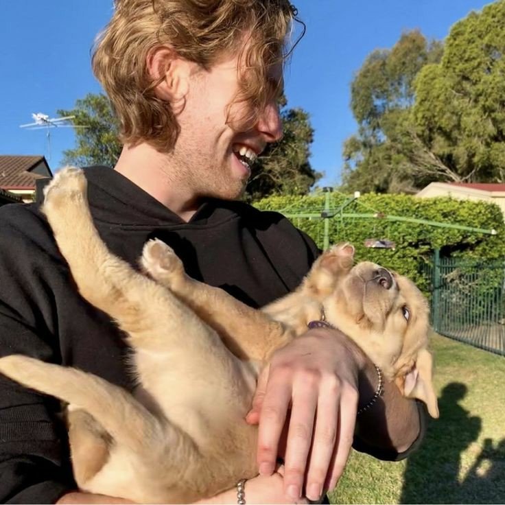 Luke Hemmings is a Golden Retriever; a thread