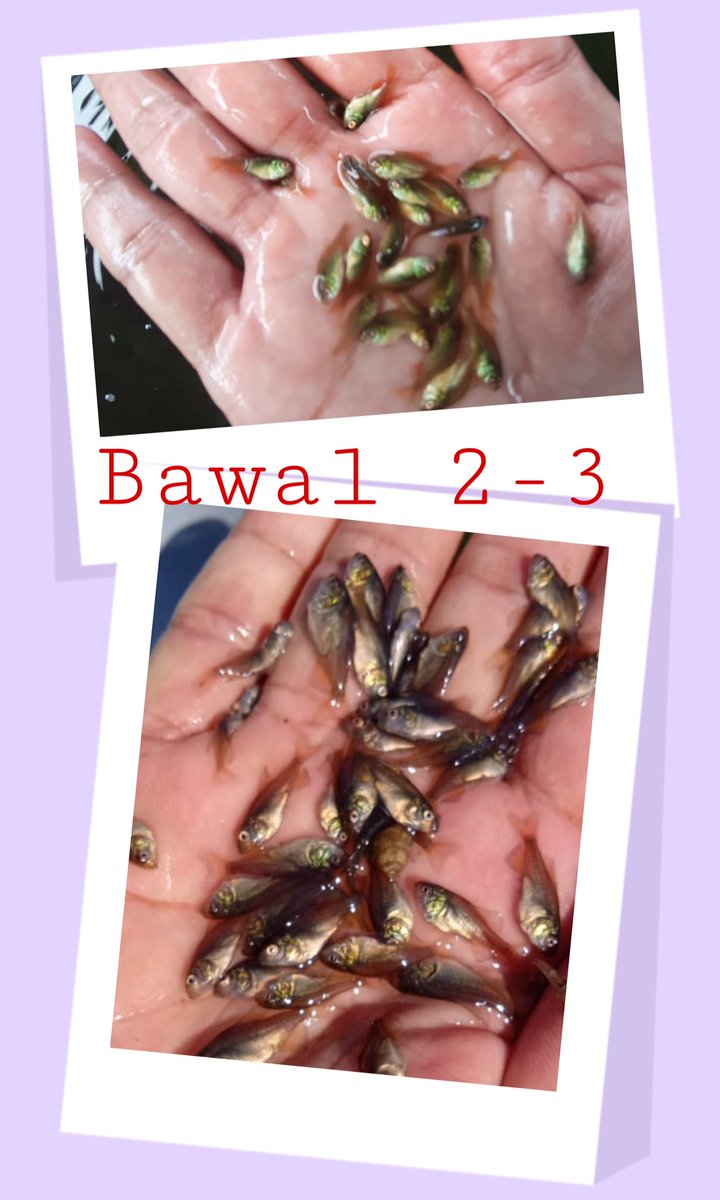 andre_eon's tweet photo. Bawal 2-3. 
Port to port delivery. 

https://t.co/OJPgR8hX8x

#ikan #fish #bibitikan #perikanan #fishery #benihikan #budidayaikan #fishfarm https://t.co/LF4fPon7Hj