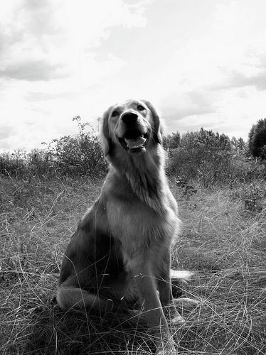 Luke Hemmings is a Golden Retriever; a thread