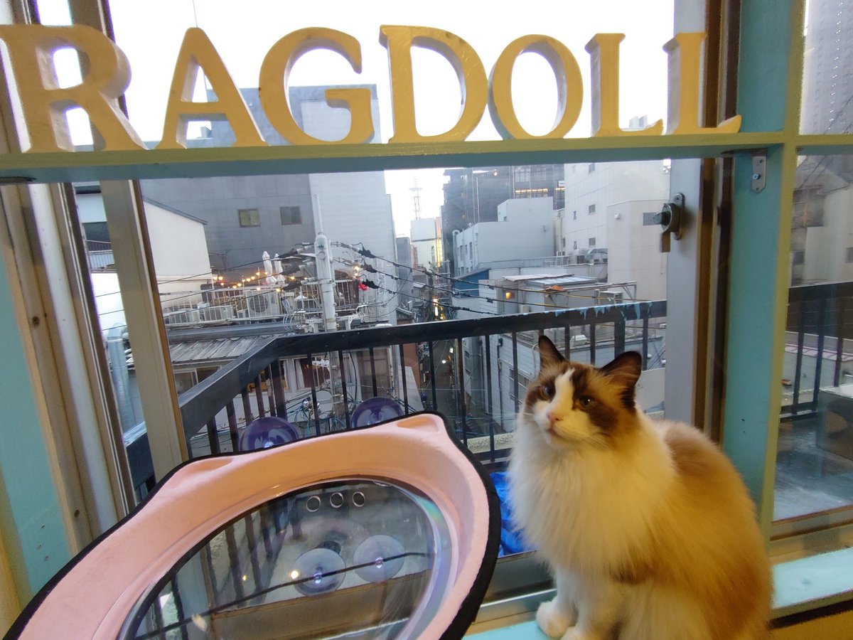rkt6205's tweet photo. 今日は入っていきなりRAGDOLLの文字の下へ。そして初めて？回し車に乗って一瞬回しかけたらっくん。サービスしてくれたのかな？ありがとうね🥰 ＃猫カフェラグドール ＃猫カフェラグドールらく https://t.co/FHUNWTyHCG