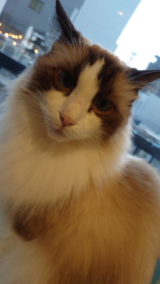rkt6205's tweet photo. 今日は入っていきなりRAGDOLLの文字の下へ。そして初めて？回し車に乗って一瞬回しかけたらっくん。サービスしてくれたのかな？ありがとうね🥰 ＃猫カフェラグドール ＃猫カフェラグドールらく https://t.co/FHUNWTyHCG