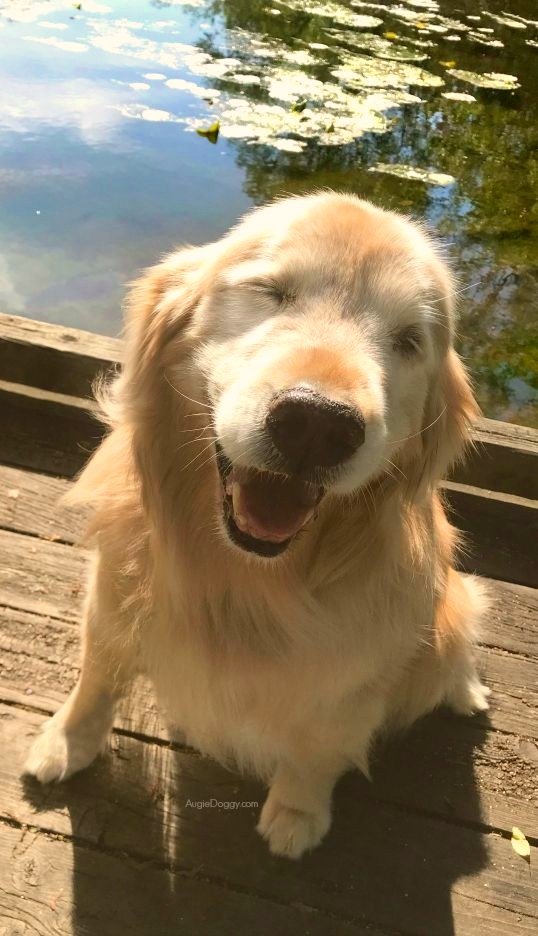 Luke Hemmings is a Golden Retriever; a thread