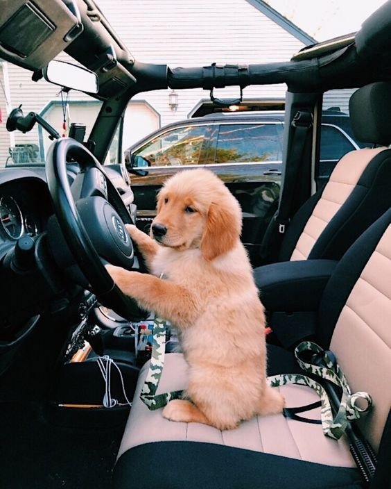 Luke Hemmings is a Golden Retriever; a thread