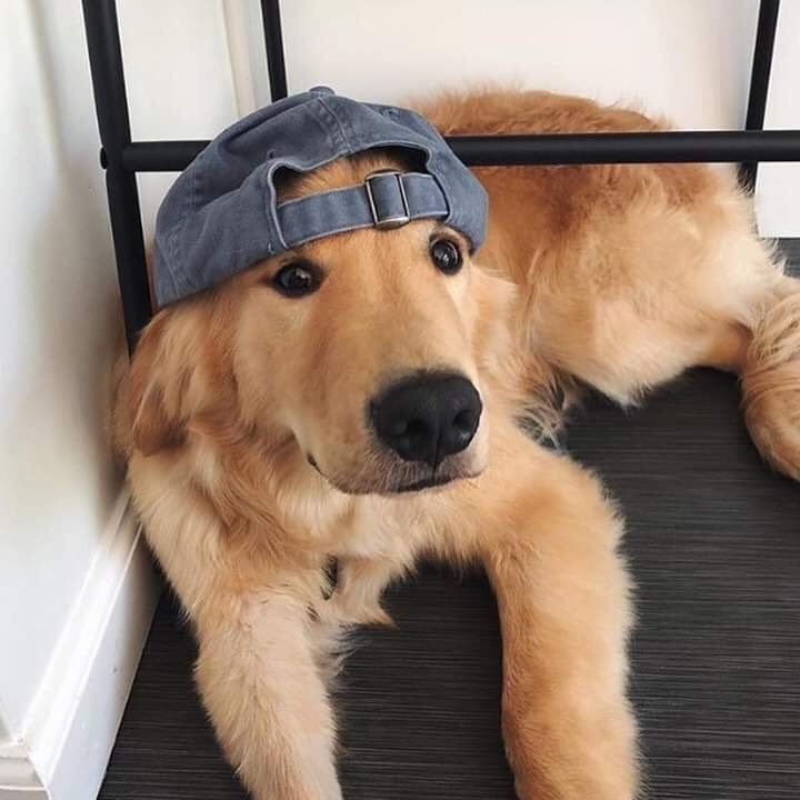 Luke Hemmings is a Golden Retriever; a thread