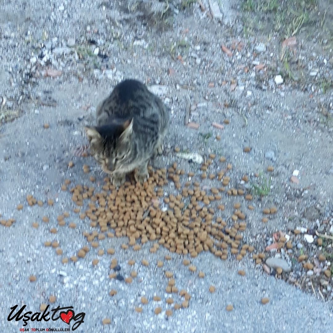 usaktog's tweet photo. Mama kampanyası ile mamalar elimize ulaştı ve dostlarımıza dağıtımını yaptık 🐾 https://t.co/aSaS28zwOR