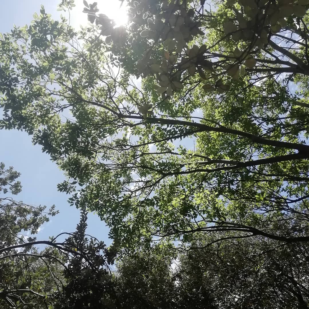 amylew_official's tweet photo. ๐ณ๐๐ฟ๐ผ๐ฆ
.
.
#capetown #southafrica #naturephotography #naturelovers #nature_photo #naturelover #photooftheday #photographylovers #natureblogger #natureconservation #conservationcourse #cput #cputnatureconservation #student https://t.co/SDUEIHZmro