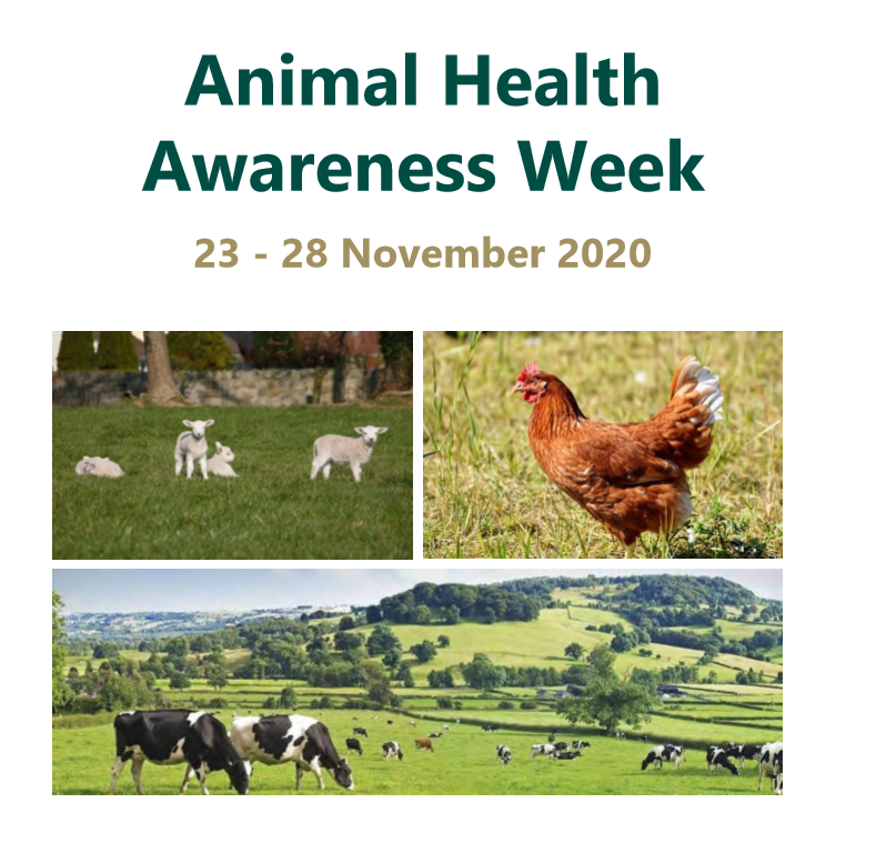 ShaneMcAuliffe1's tweet photo. I am looking forward to being a speaker at next week's biosecurity webinar,one of @agriculture_ie webinars for  #AnimalHealthAwarenessWeek. ”. You can register for the webinars here https://t.co/1CgOJCVFNA other speakers next week include @tommythevet, @VetGeraghty &amp; @grazyfarmer https://t.co/ziHMkBBsI0