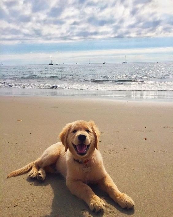 Luke Hemmings is a Golden Retriever; a thread