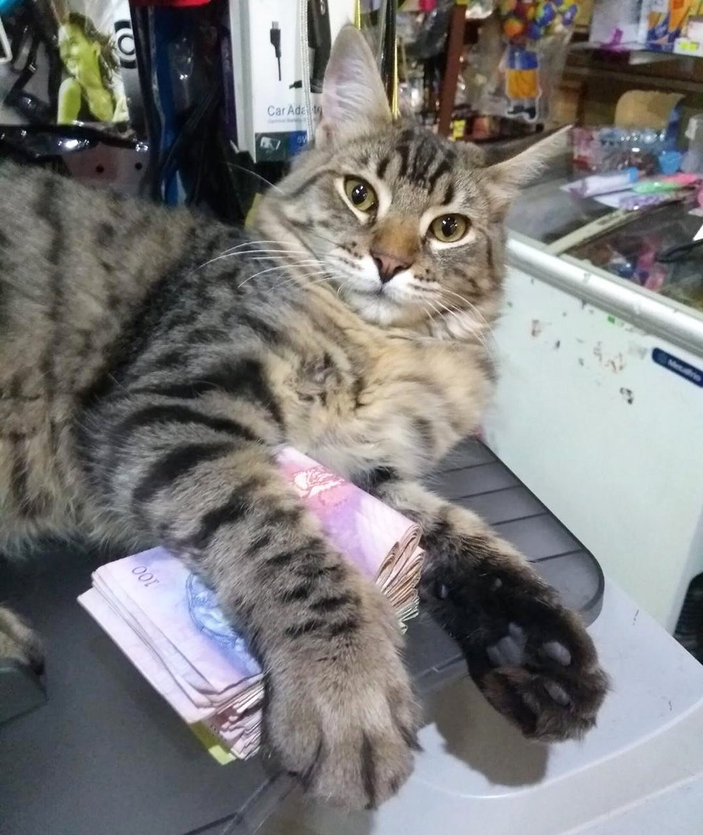 Bodega Cats tweet media