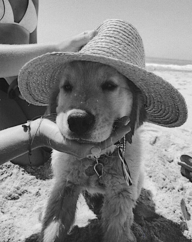 Luke Hemmings is a Golden Retriever; a thread