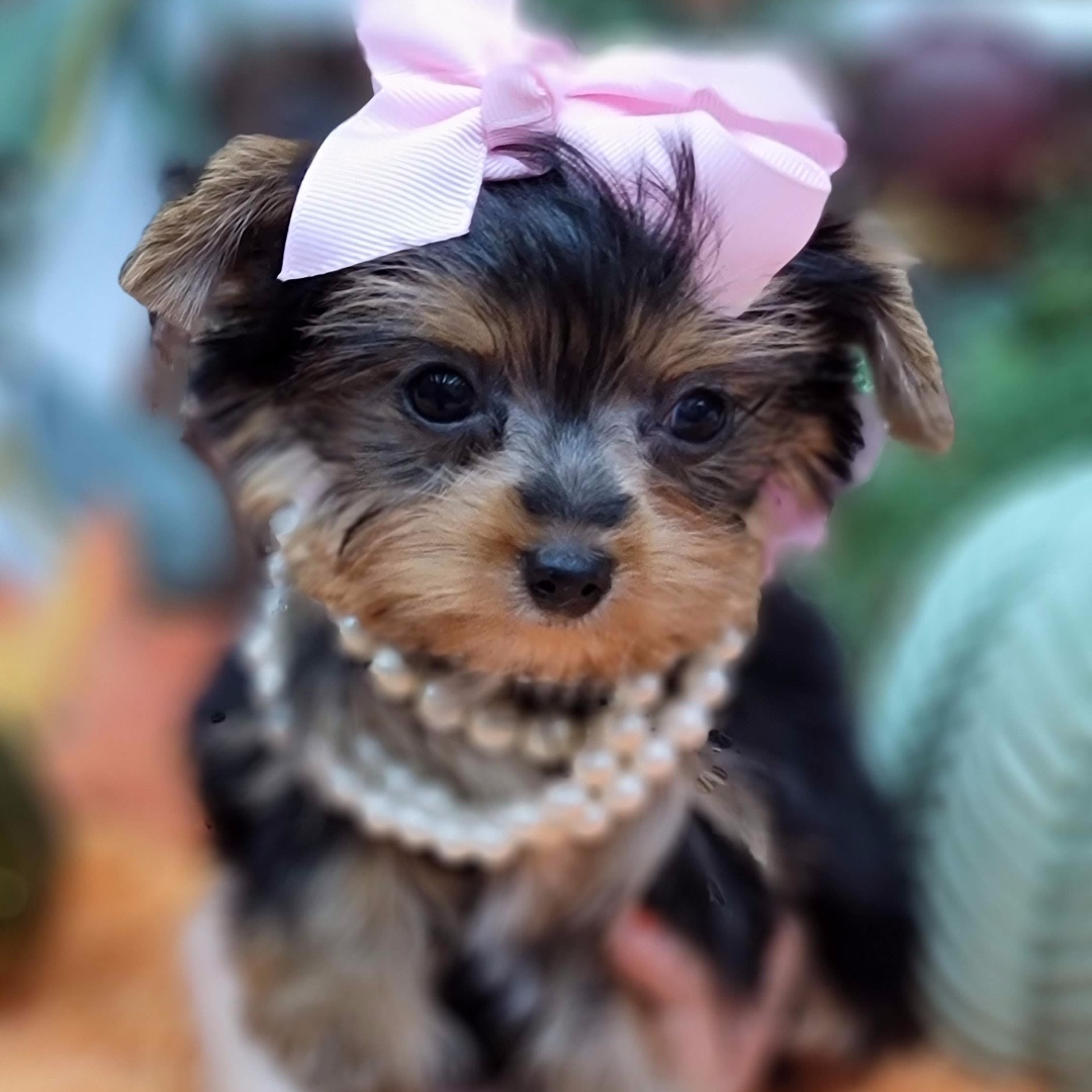 YorkiebabiesFL's tweet photo. "MISS MALIBU" STUNNING TEENIE TINY TEACUP FEMALE YORKIE. SHORT STOCKY COBBY TINY BUTTON NOSE, LITTLE TINY PERKED EARS. ROUND BABYDOLL EYES, SWEET, KISSY, AND SNUGGLY PERSONALITY, VERY VIBRANT AND VIVACIOUS.
#yorkies #yorkiepuppies #yorkiebabies #puppies  https://t.co/NOeDkNfb3n https://t.co/FnUWfxE3oj