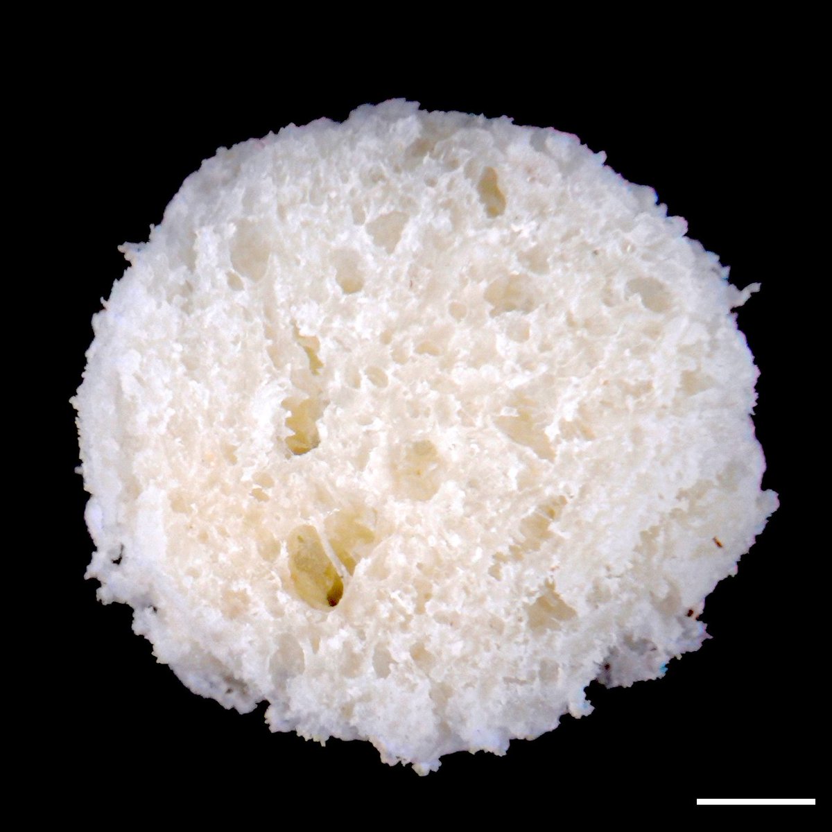 pellinglab's tweet photo. 2/ We speculated that the porous bread crumb might be a nice 3D scaffold for cells (scale bar = 1mm). It took some tinkering but a soda bread recipe seemed to support fibroblasts as seen in this SEM image (scale bar = 100um) ππ§«π¬ #biomaterials #breadbased #frugalscience https://t.co/YUp4ltEnu5