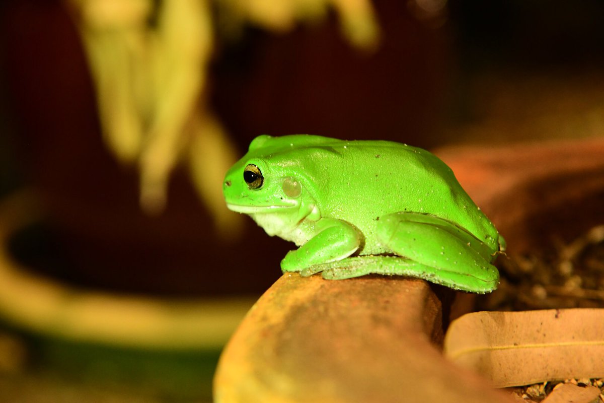 photosbymia1's tweet photo. Itโs so nice to see the green tree frogs back in the garden ๐
#greenfrog #australia #warmnights #gardencreatures https://t.co/L8ObOmVmGw